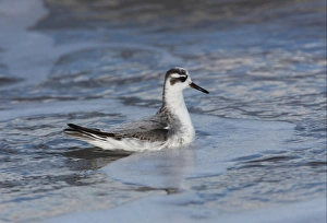 Phalaropes Prints: Grey Phalarope (Phalaropus fulicarius) immature