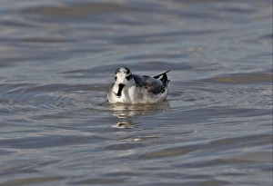 Grey Phalarope (Phalaropus fulicarius) immature, first winter plumage, feeding on fish, swimming at sea, Waxham, Norfolk, England, october