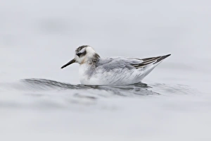 Grey Phalarope (Phalaropus fulicarius) juvenile, first winter plumage, swimming, Norfolk, England, November