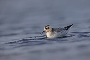 Phalaropes Prints: Grey Phalarope (Phalaropus fulicarius) juvenile