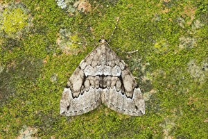 Geometrid Prints: Grey Pine Carpet (Thera obeliscata) adult, Essex, England