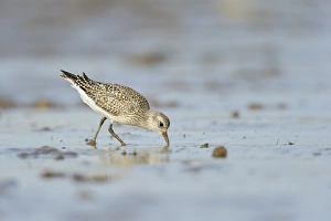 Grey Plover (Pluvialis squatarola) adult, non-breeding plumage, feeding on mudflats, Snettisham RSPB Reserve, The Wash