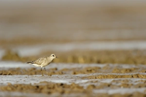 Grey Plover (Pluvialis squatarola) adult, non-breeding plumage, feeding on mudflats, Snettisham RSPB Reserve, The Wash