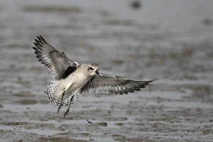 Deep Bay Prints: Grey Plover (Pluvialis squatarola) adult