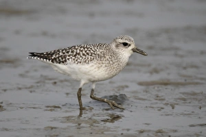 Grey Plover (Pluvialis squatarola) adult, non-breeding plumage, walking on mudflats, Mai Po Nature Reserve, Hong Kong, China, december