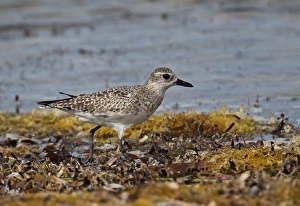Grey Plover (Pluvialis squatarola) adult, non-breeding plumage, walking on seaweed covered beach, Cayo Coco