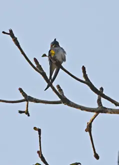 Kaeng Krachan Prints: Grey-rumped Treeswift (Hemiprocne longipennis harterti) adult