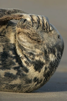 Funny Prints: Grey Seal (Halichoerus grypus) adult