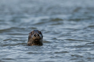 Pinniped Prints: Grey Seal (Halichoerus grypus) adult