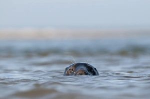 Grey Seal (Halichoerus grypus) adult, head looking out from surface of sea, Blakeney Point, Norfolk, England, october
