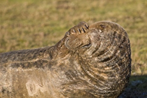 Grey Seal (Halichoerus grypus) adult, covering face with flipper, Donna Nook, Lincolnshire, England, december