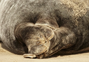 Grey Seal (Halichoerus grypus) adult, close-up of hind flippers, resting on sandbank, Lincolnshire, England, September