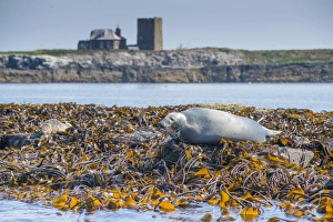 Grey Seal (Halichoerus grypus) adult, hauled out on seaweed covered rocks, Staple Island, Outer Farnes, Farne Islands