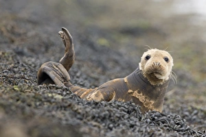 Grey Seal (Halichoerus grypus) adult, moulting coat, resting on seaweed covered rocks, Suffolk, England, June