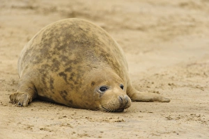 Grey Seal (Halichoerus grypus) adult female, resting on beach, Donna Nook, Lincolnshire, England, November