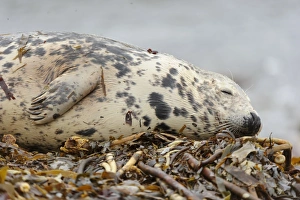 Grey Seal (Halichoerus grypus) adult female, sleeping on wrack covered beach, Orkney, Scotland, November