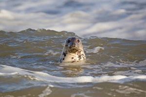 Pinniped Prints: Grey Seal (Halichoerus grypus) adult female