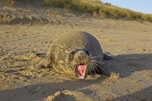 Grey Seal (Halichoerus grypus) adult female, with aggressive open mouth posture, covered with sand on sandy beach, Horsey, Norfolk, England, november