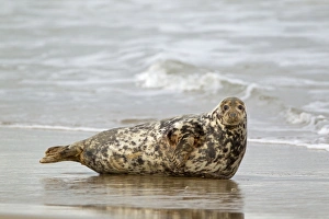 Grey Seal (Halichoerus grypus) adult female, resting in surf on beach, Horsey, Norfolk, England, november