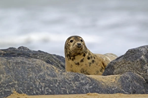 Grey Seal (Halichoerus grypus) adult female, resting amongst rocks on beach, Horsey, Norfolk, England, november