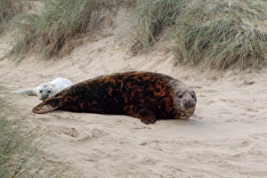 Grey Seal (Halichoerus grypus) adult female, with brown stained coat, with newborn whitecoat pup, amongst sand dunes for protection from high tide, Horsey, Norfolk, England, november