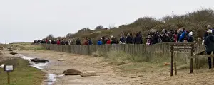 Grey Seal (Halichoerus grypus) adult females with whitecoat pups, colony in roped off area with visitors behind fence