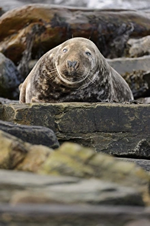 Grey Seal (Halichoerus grypus) adult male, resting amongst rocks on beach, Duncansby Head, Caithness, Scotland