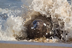 Surf Prints: Grey Seal (Halichoerus grypus) adult male
