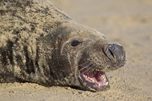 Grey Seal (Halichoerus grypus) adult male, close-up of head, with aggressive open mouth posture, resting on sandy beach, Horsey, Norfolk, England, november