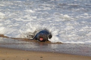 Grey Seal (Halichoerus grypus) adult male, with mouth open in threat display, emerging from surf onto beach, Norfolk, England, november