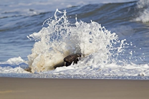 Grey Seal (Halichoerus grypus) adult male, in surf on beach, Horsey, Norfolk, England, november