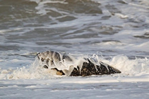 Grey Seal (Halichoerus grypus) adult male, in surf on beach, Norfolk, England, november