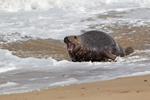 Grey Seal (Halichoerus grypus) adult male, with mouth open, chasing rival male on beach, Norfolk, England, november