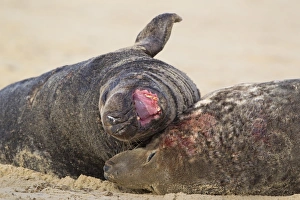Pinniped Prints: Grey Seal (Halichoerus grypus) two adult males