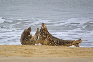 Grey Seal (Halichoerus grypus) two adult males, fighting on sandy beach, Horsey, Norfolk, England, november