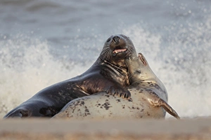Shore Prints: Grey Seal (Halichoerus grypus) adult pair