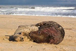 Pinniped Prints: Grey Seal (Halichoerus grypus) adult pair
