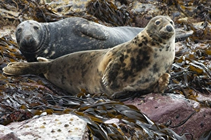 Pinniped Prints: Grey Seal (Halichoerus grypus) two adults
