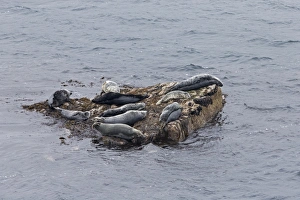 Pinniped Prints: Grey Seal (Halichoerus grypus) adults and immatures