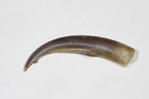 Pinniped Prints: Grey Seal (Halichoerus grypus) claw