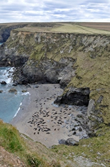 Pinniped Prints: Grey Seal (Halichoerus grypus) colony, hauled out on beach, in cove habitat, Godrevy, St
