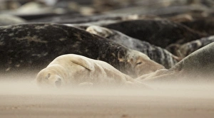 Sandy Prints: Grey Seal (Halichoerus grypus) group