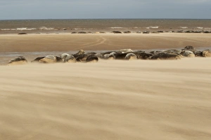 Grey Seal (Halichoerus grypus) group, colony resting on beach habitat with windblown sand, Lincolnshire, England
