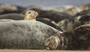Grey Seal (Halichoerus grypus) immature, looking over colony resting on sandbank, Lincolnshire, England, September