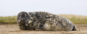Pinniped Prints: Grey Seal (Halichoerus grypus) juvenile