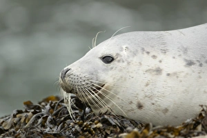 Grey Seal (Halichoerus grypus) juvenile, close-up of head, hauled out on seaweed covered rocks, Pembrokeshire, Wales