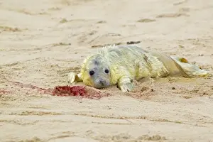 Pups Prints: Grey Seal (Halichoerus grypus) newborn whitecoat pup