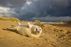 Grey Seal (Halichoerus grypus) one-two week old whitecoat pup, resting in sand dunes, with approaching stormclouds, Norfolk, England, november