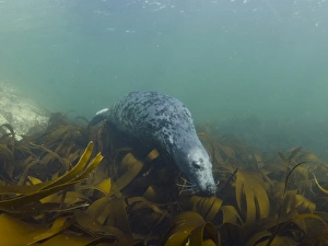 Grey Seal (Halichoerus grypus) pup, swimming over kelp bed underwater, Farne Islands, Northumberland, England, June