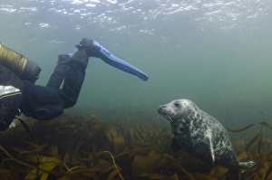 Grey Seal (Halichoerus grypus) pup, fin nibbler swimming behind scuba diver over kelp bed underwater, Farne Islands